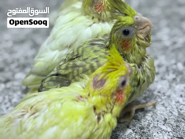 طيور كوكتيل افراخ بعمر 25 يوم