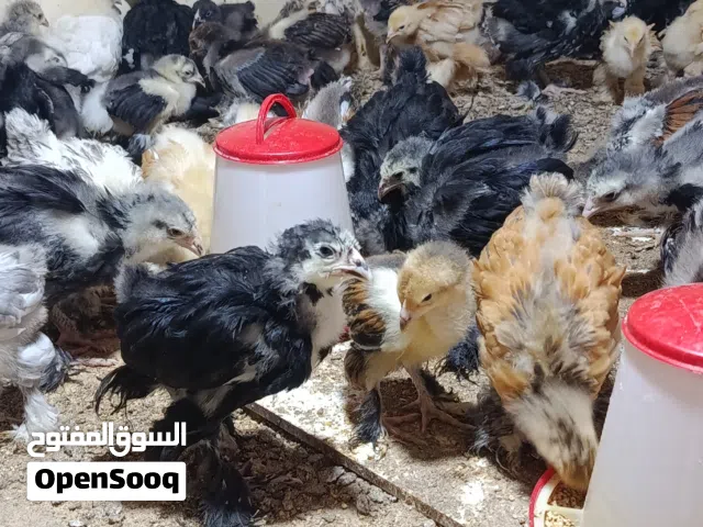 كتكوت برهما للبيع عمر شهر ونص