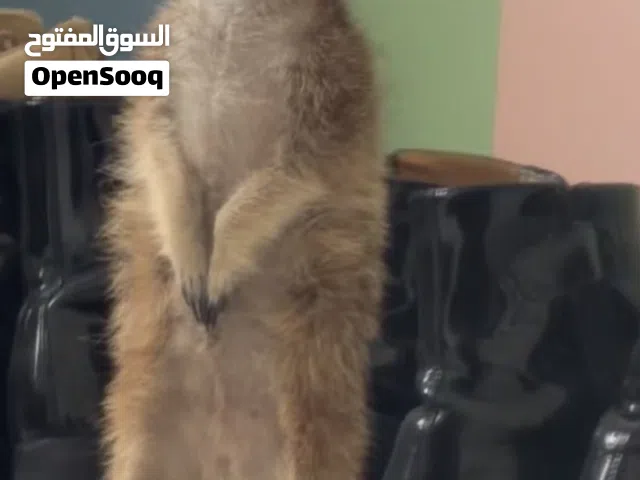 ميركات العمر 5-6 شهور تقريبا
