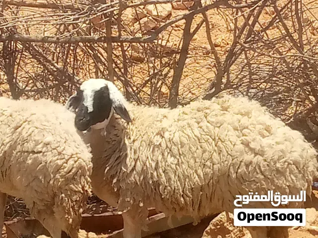 نعجة عشرة شهرين سنها رباع