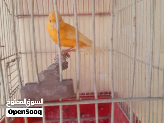 طيره كنارر جزريه غامق