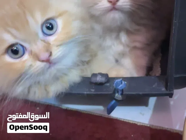 شيرازي قطة