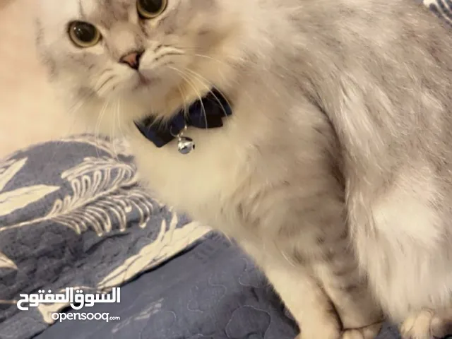 CAT FOR ADOPTION/قط للتبني
