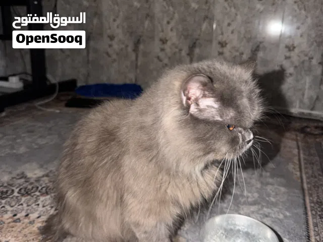 قطة شيرازي للبيع