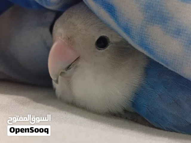 طير حب اليف
