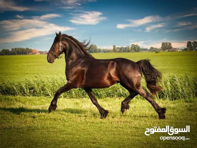 فرس فريزيان للبيع