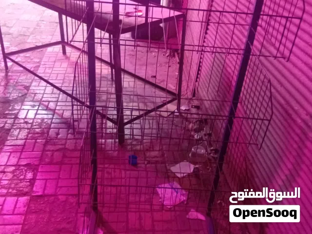 ستاندين واحد للشبس طوله متر و خمسه وثلاثين والثاني عرض متر وخمسين