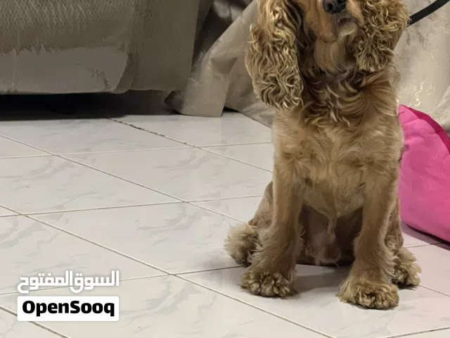 Cocker spaniel well trained