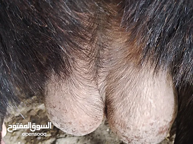 ثنايا شاميات نخب كفاله حليب