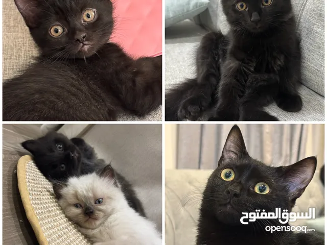 للتبني: أم و4 قطط أبنائها