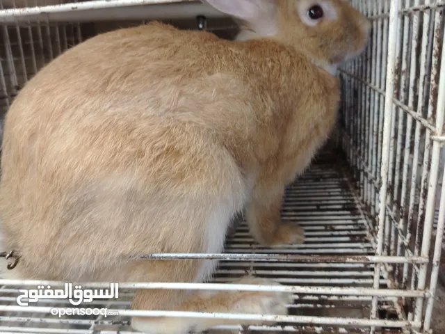 ارانب فرنسي