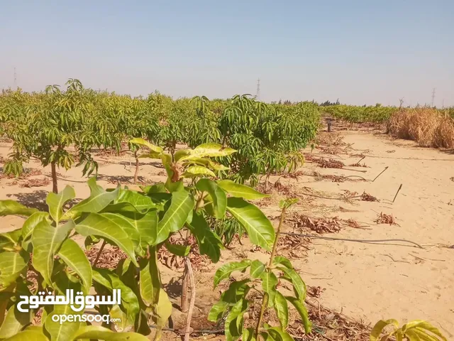 للبيع مزرعه في الوادي الجديد