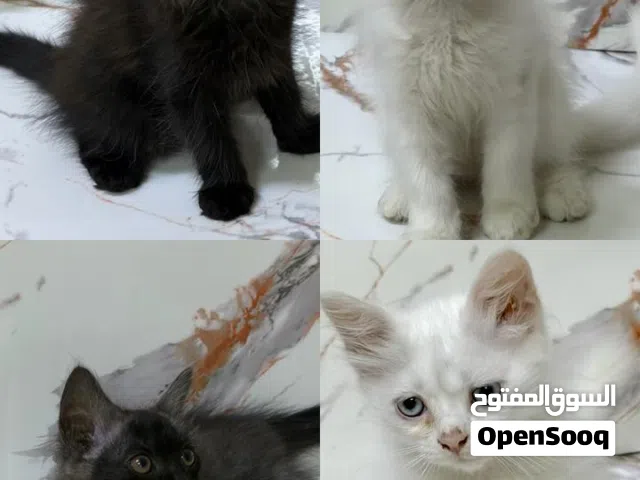 4 قطط شيرازيه للبيع