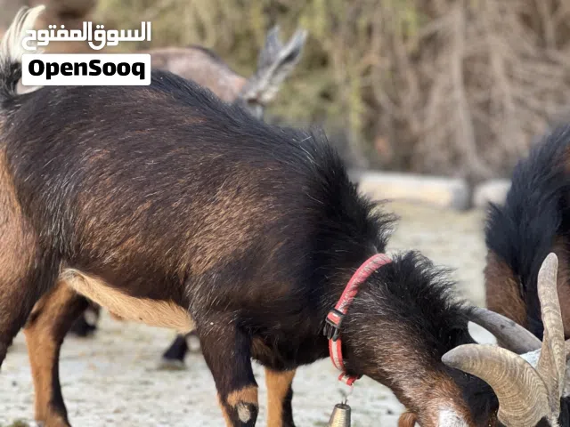 للبيع الماعز القزم البلجيكي بيور