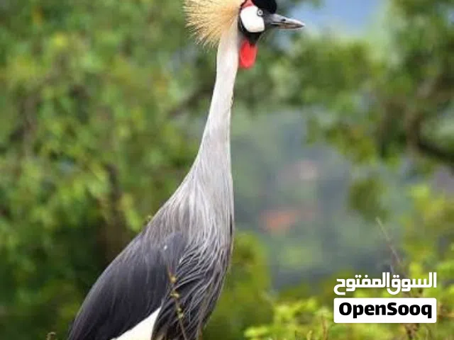 مطلوب الكركي المتوج