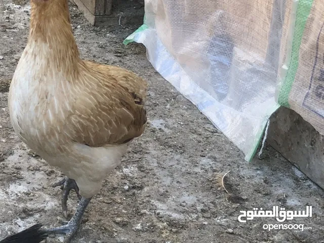 متاح دجاج عرب بياض وصاحي