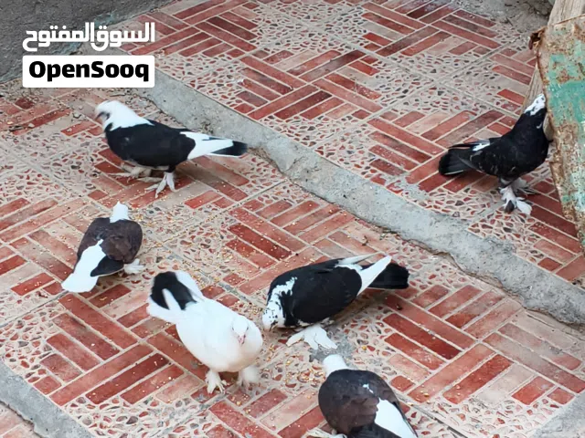 حمام للبيع اقره الوصف
