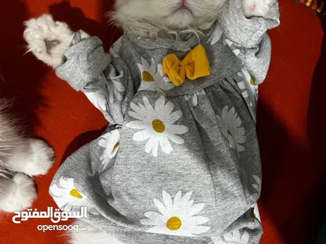 ذكور حاهزين للتسليم