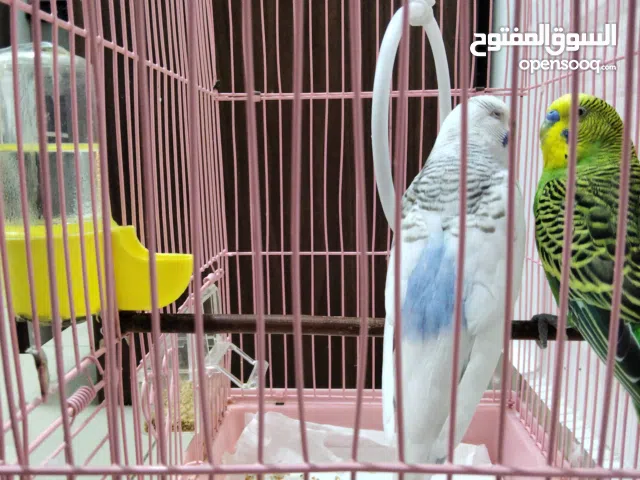 عصافير الحب