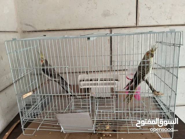 جوز كوكتيل للبيع