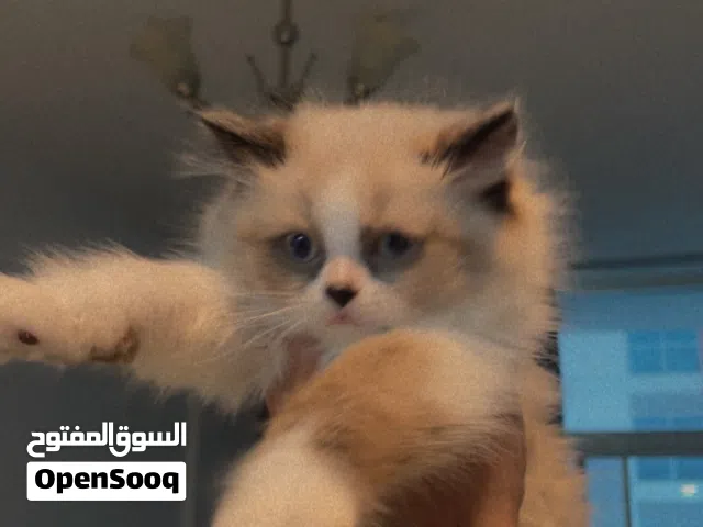RAGDOLL KITTENS