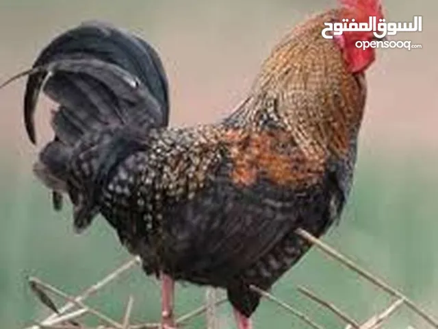 ديوك بلدي للبيع