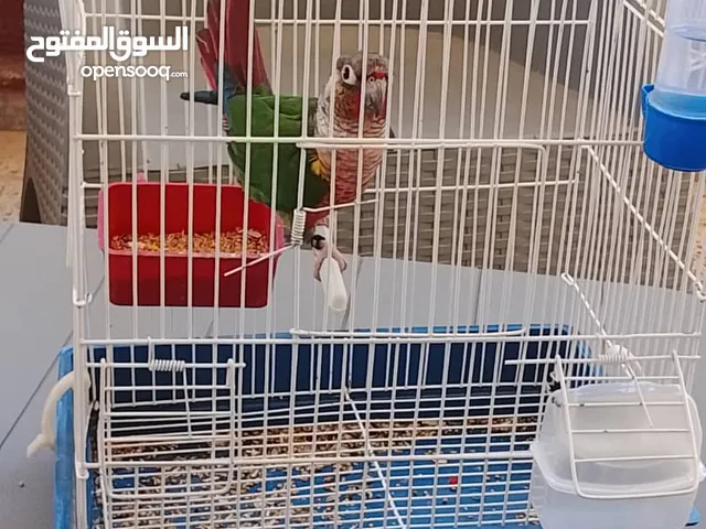 انثى ببغاء كنيور ولاية