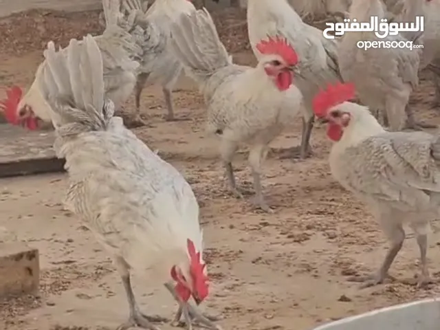 ديوك فيومى جولد الاصلى