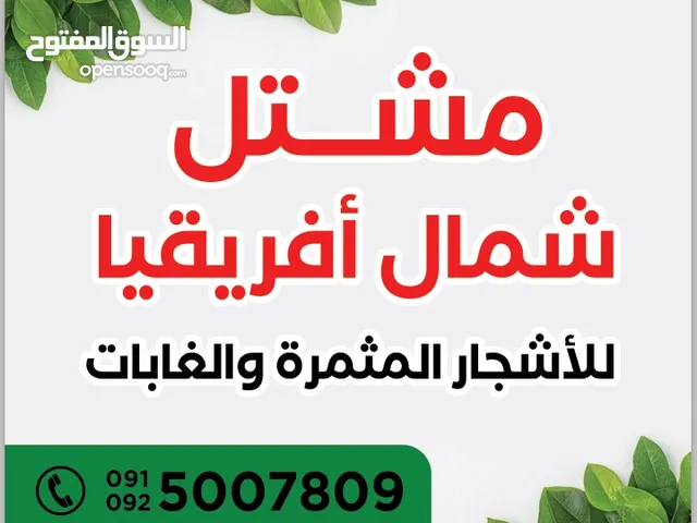 مشتل شمال إفريقيا