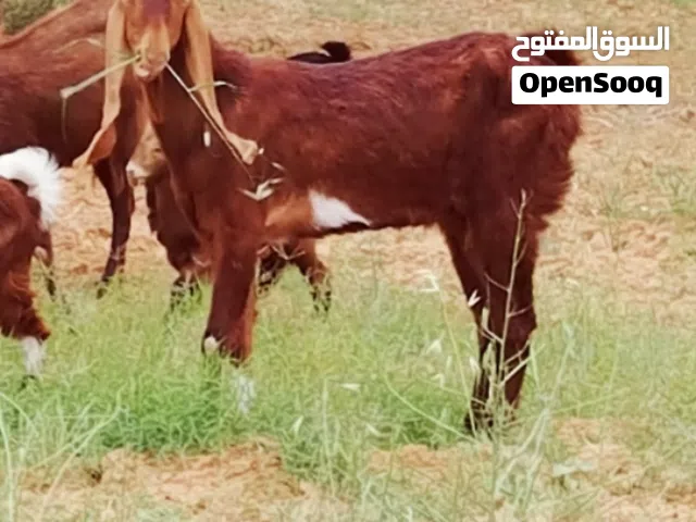تلات معزا لي البيع نظاف وصحاح  تربياة حوش  احتمال كبير انهم مكسبات معاهم برشني مهجن