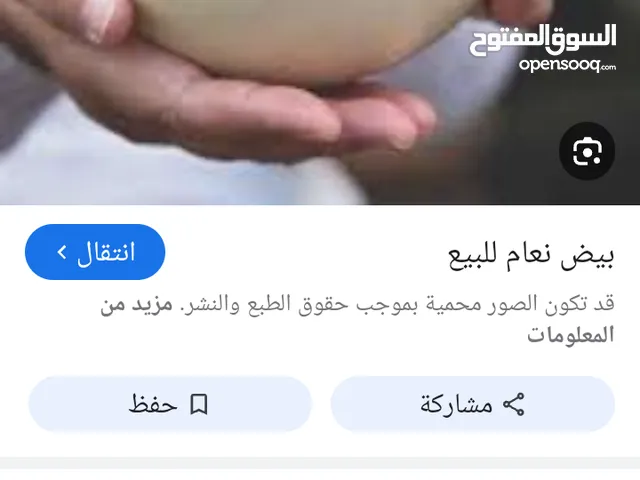 بيض نعام للبيع