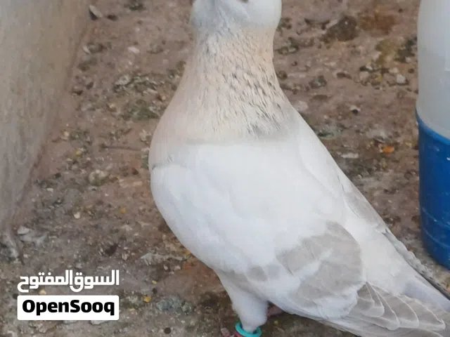 جوز رياحنة