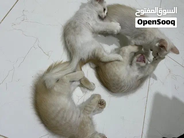 قطط للبيع اربعه اخوان