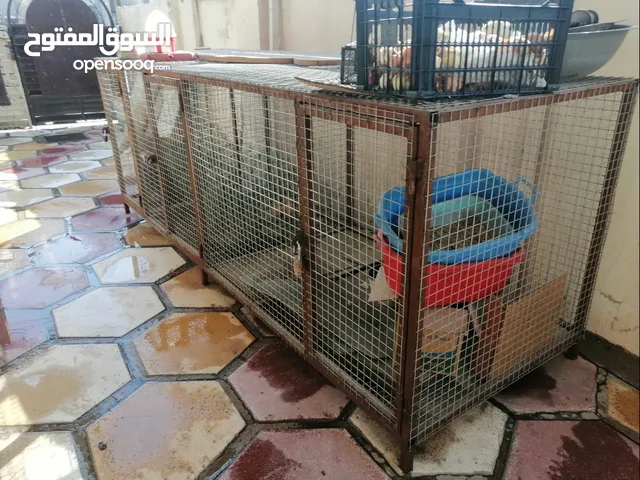 قفص حديد جديد 3 أبواب الطول 3 متر الإرتفاع 1 متر 350