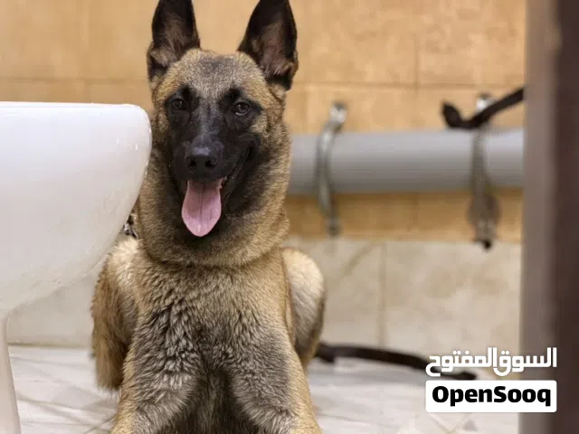 مالينو انثى عمرها 9 شهور