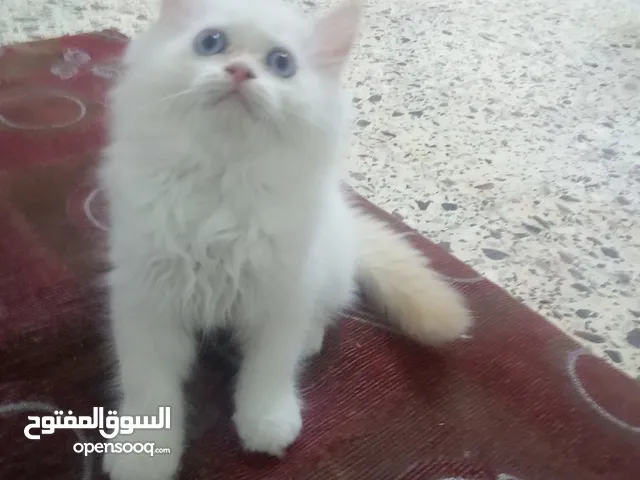 همالايا ابيور الاصلي العمر شهرين واسبوع متعود على التر بوكس و دراي فود اخذ المطعوم أليف وكثير هادي