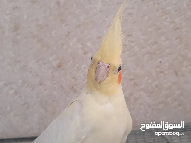 طيور كوكتيل للبيع مشكل الأعمار ونظافه وصحه عنوان طبربور ابو عليا
