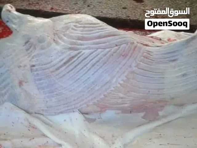 قصاب بالكويت لجميع انواع الذبائح وكل عام وانتم بخير