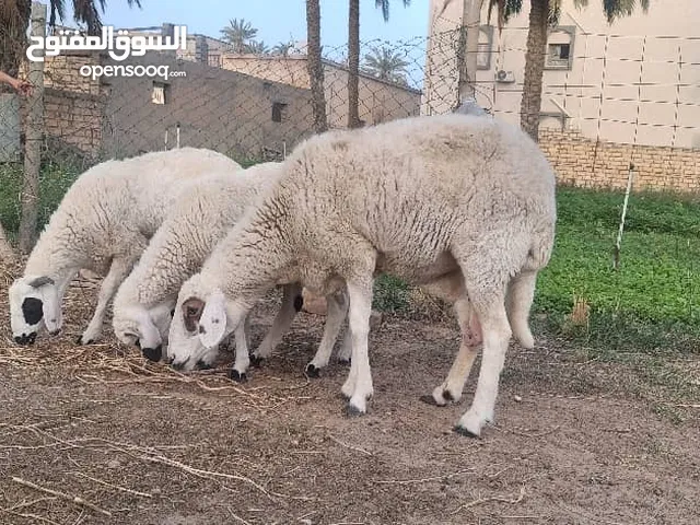 نعجة ثلوثية لحم. تحتها ثلاثة خرفان يعيدوا . المكان: صرمان.