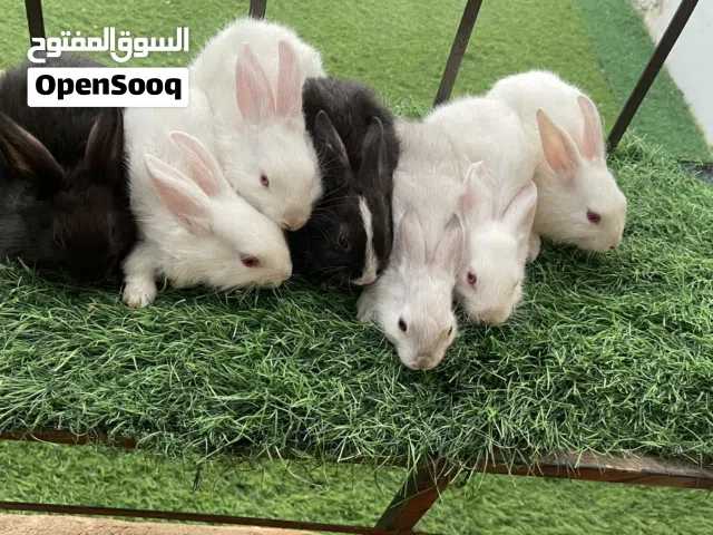 ارانب للبيع محليات تربية منزل