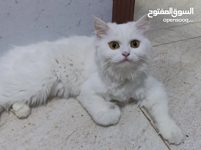 قطة أنثى للتبني لظروف السفر الطارئة