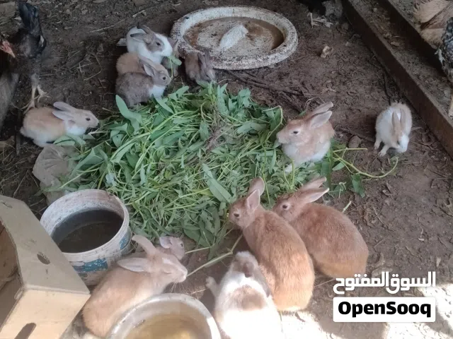 omani rabbits for sale
