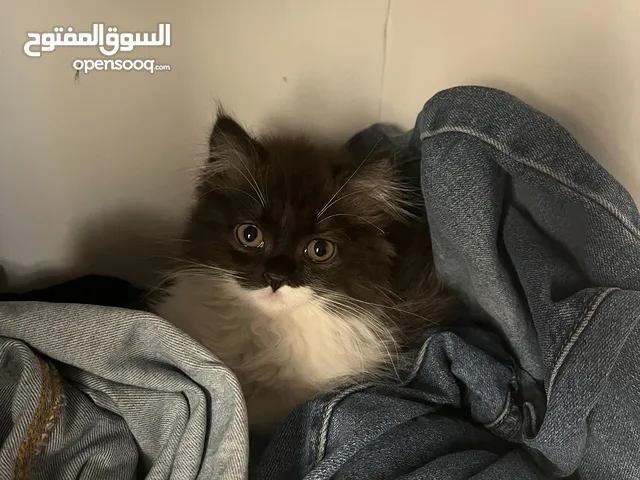 قطه للبيع مكس