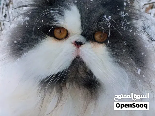 فحل هملايا فان بلو بكي فيس