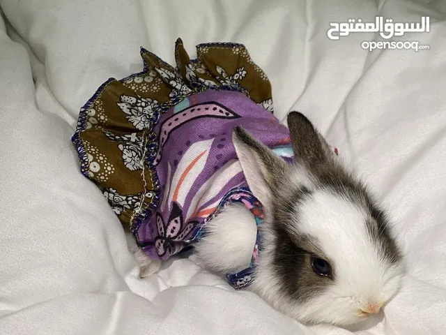 أرنب نيوزيلندي ذكر نظيف وصحي للتبني أو البيع