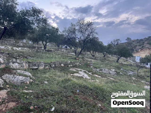 Farm Land for Sale in Zarqa Sarout