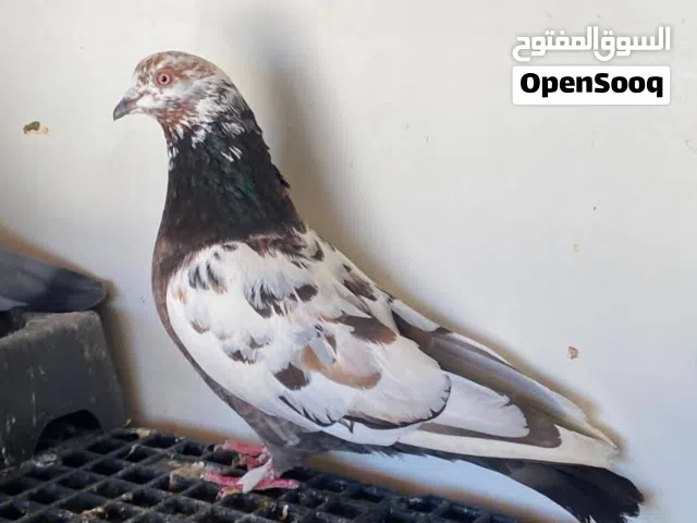 حمام باكستاتي كوبيتين للبيع. الكوبية على 60 دينار