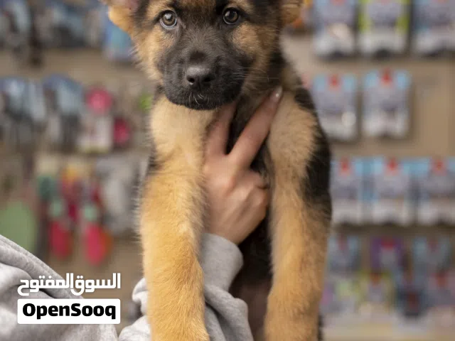 جـــــــــرو جــــــــيرمن    جرو يتمتع ببنية قوية وذكاء عالٍ، مناسب جدًا للحراسة و