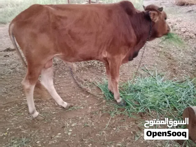 عجل عماني عمر سنة و نص ( واتساب فقط)