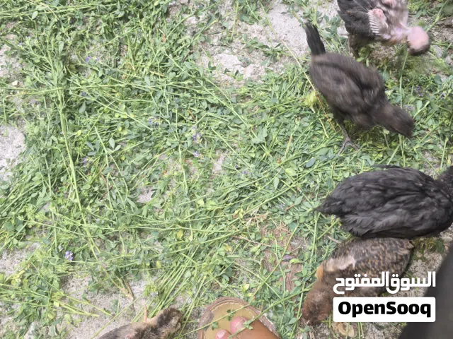 كتاكيت للبيع